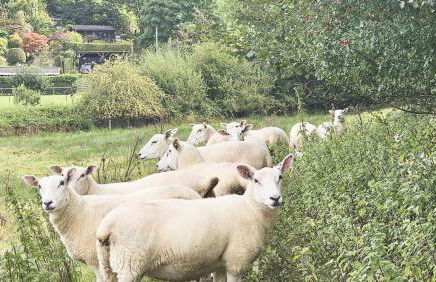 Abbey Cottages- Red Kite Lodge - Foto 21