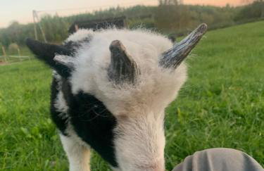 Rancho „Czajone na pigwowcu” - Foto 43