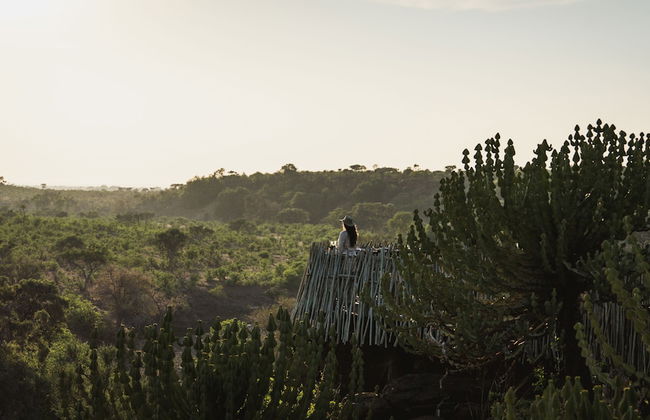 Euphorbia Mashatu - Foto 40