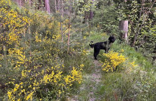 HAUS AM SEE - Natur Pur - Foto 33