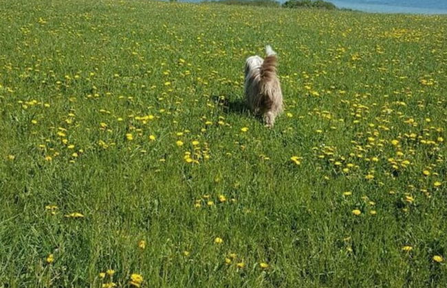 Holiday Apartment Haus Finisberg - Foto 14