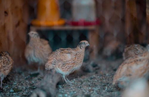 Bachmannhof - Foto 12