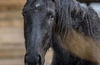 piccolo casale a "le Moline" in una vera fattoria - Foto 12