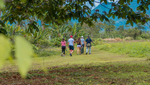 Avistamento de bichos-preguiça em La Fortuna - Foto 4, Em busca do mamífero mais lento do mundo