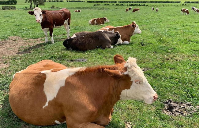 Apartment in Belgian Eifel - Photo 21