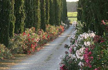 Agriturismo Tra gli Ulivi, Chiappini Winery - Photo 36