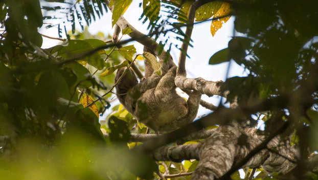 Avistamento de bichos-preguiça em La Fortuna - Foto 5, Observando os bichos-preguiça de La Fortuna