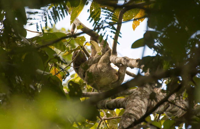 Avistamento de bichos-preguiça em La Fortuna - Foto 5