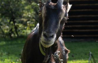 Agroturystyka Ropienka - Foto 21