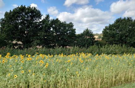 Ferien am See - Foto 35