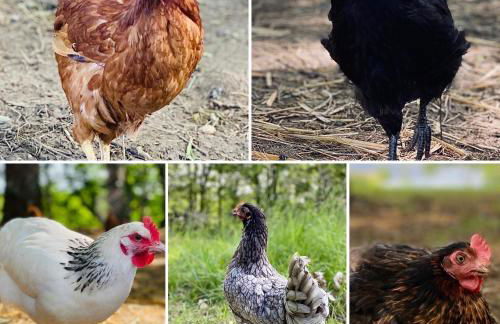 Domaine de Cazal - Gîte 4 pers avec piscine au cœur de 26 hectares de nature préservée - Foto 22