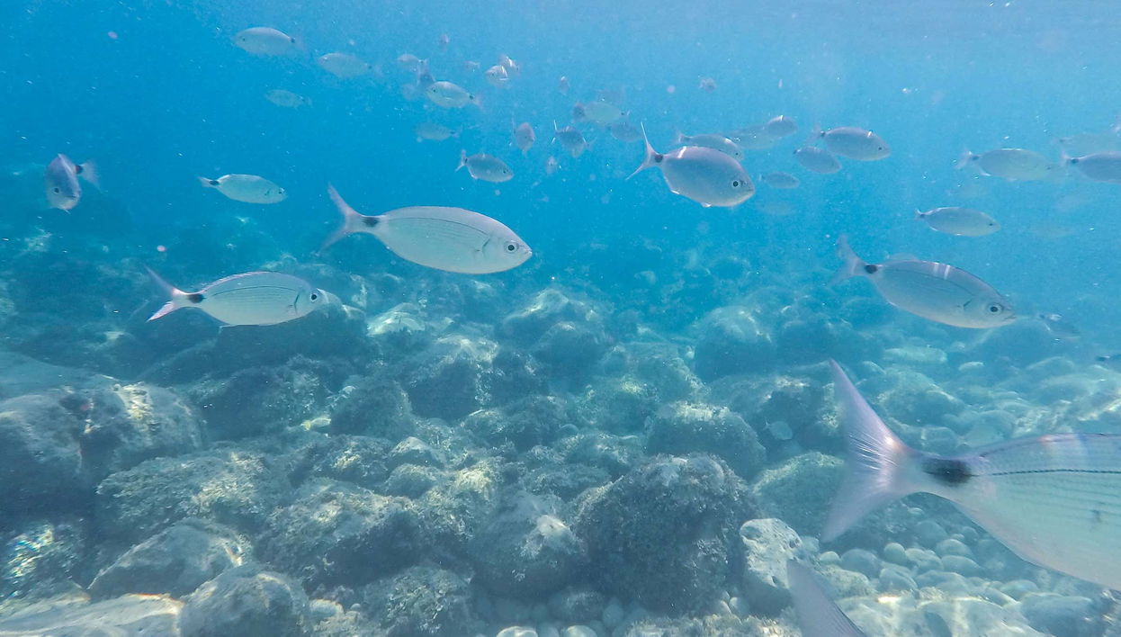 Bautismo de buceo en Calpe - Foto 1