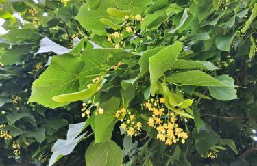 Monte do Rei Santo - Foto 72