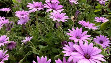 La franqui , nouveau , Duplex pour 2 ou 3 ,piscine, mer ,soleil , station familiale - Foto 3, Garden, Garden view