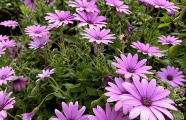 La franqui , nouveau , Duplex pour 2 ou 3 ,piscine, mer ,soleil , station familiale - Foto 3