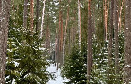 Mazurska Sarenka - Foto 33