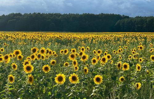 Urlaub auf dem Land - Foto 9