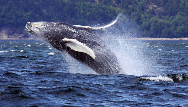 Balena lungo la costa di Tadoussac