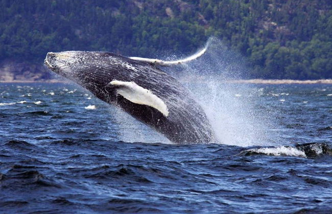 Giro in barca con avvistamento di balene - Foto 2