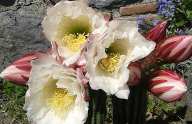 Agriturismo Cantinaccia di Sopra - Foto 35