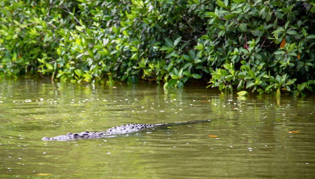 A cayman in the river