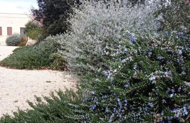 Masseria Giustiniani - Foto 44