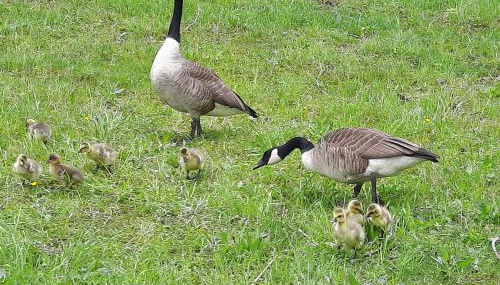 DOMizil Xanten - Foto 4