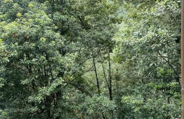 Refugio Luz de vida Anaga - Foto 19