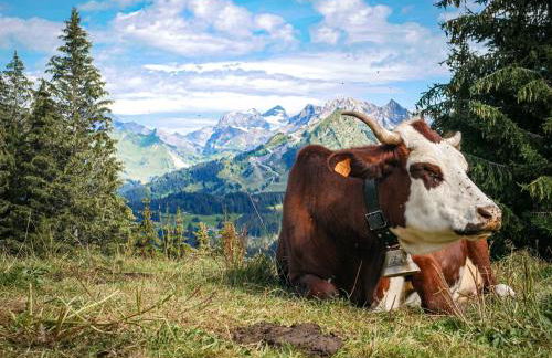 Le pied des pistes, studio 5 pers, balcon sud est, vue sur les montagnes - Foto 12