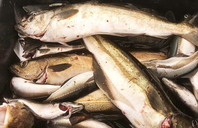 6 Person Holiday Home in Byrknesoy-by Traum - Foto 18