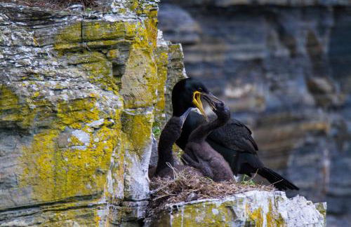 Camhanaich 'Half light of dawn' - Foto 53