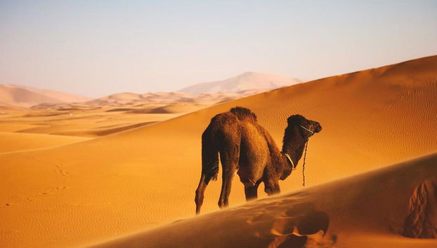 Safari Matinal - Photo 3