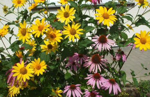 Ferienwohnung Hankeln - Foto 51