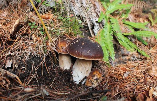 El Patio de la Morera - Foto 68