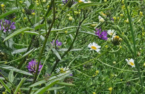 Masia Cal Fuster - Foto 28