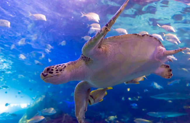 Acquario di Ripley del Canada - Foto 6
