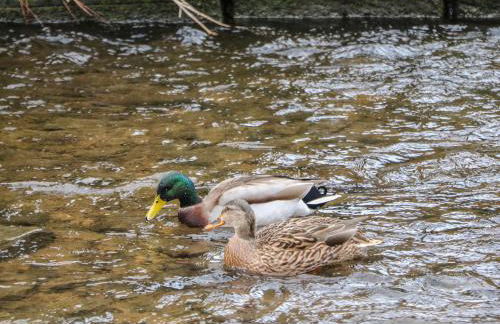 Bear Pit Cottage - Photo 35