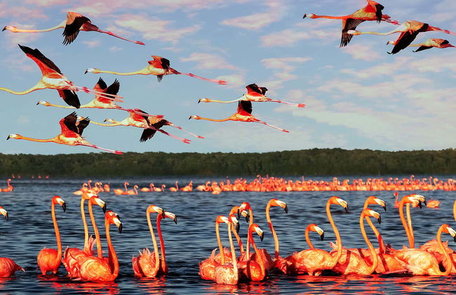 Excursión a Celestún - Foto 6