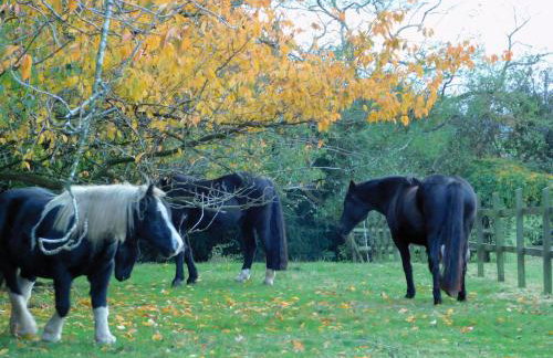 The Paddocks - Foto 12