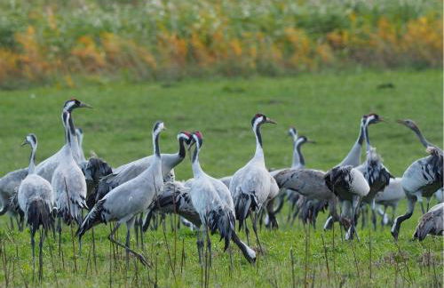 Aromas del Jiloca, la Trufa Negra - Foto 38