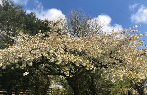 Almond Tree Cottage - Foto 22