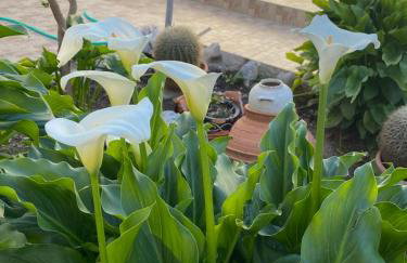 Kamara Cottage - Traditional Stone House - Photo 19