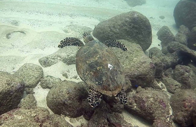 Batismo de mergulho em Hikkaduwa - Foto 8