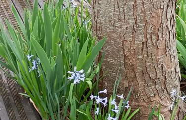 Jolie maison quartier Vesone - Foto 33