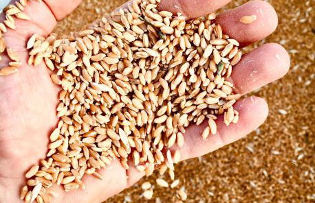 Az. Agr. Parco dei Buoi - Foto 13