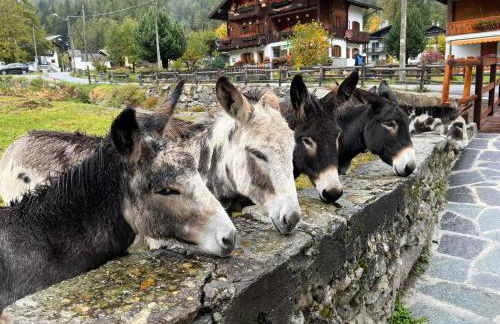 Appartamento vista Monte Rosa, giardino in Residence Walser a 10minuti da Macugnaga - MONTEROSAFLAT - Foto 54