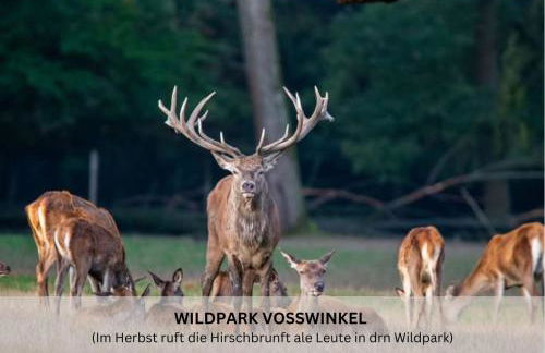Ferienwohnungen Riese - Lichtstrahl - Foto 26