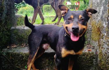 Casa Do Palheiro - Photo 44