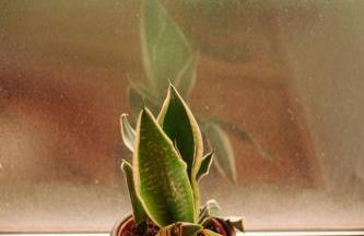 Casa Ferreira - Foto 54