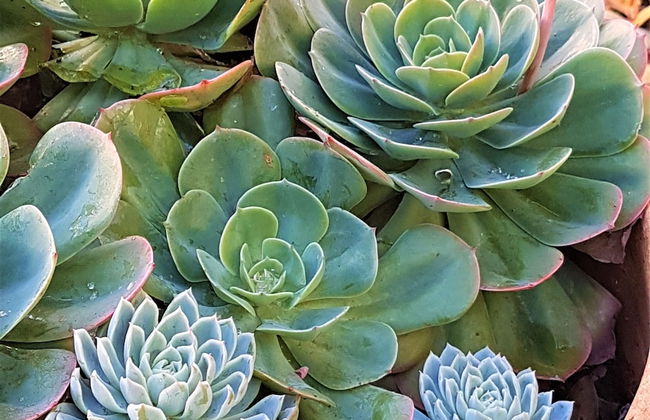 Healesville House - Magnolia House - Foto 47